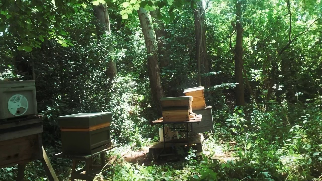Beehives on stands among trees in summer woodland.